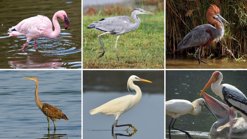 Birds found in Chilika