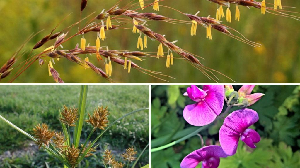 Rare plants in Chilika