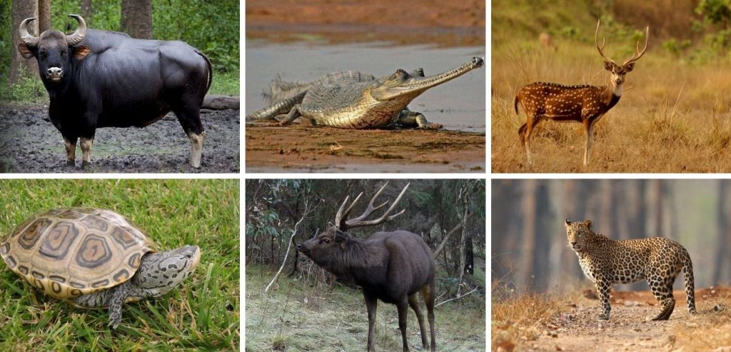 wild animals in satkosia