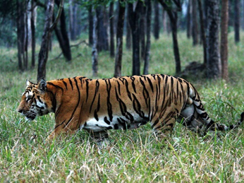 Simlipal Tiger