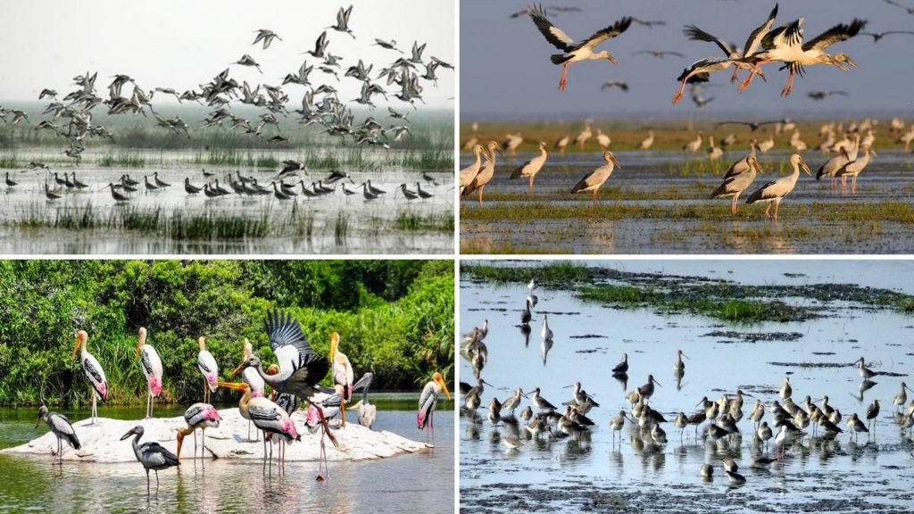 Chilika Lake - Wetland