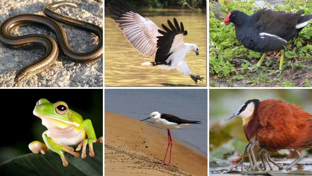 Biodiversity of Chilika