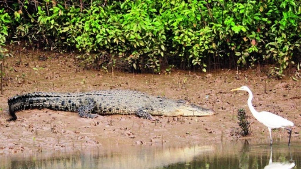 Crocodile of Bhitarkanika