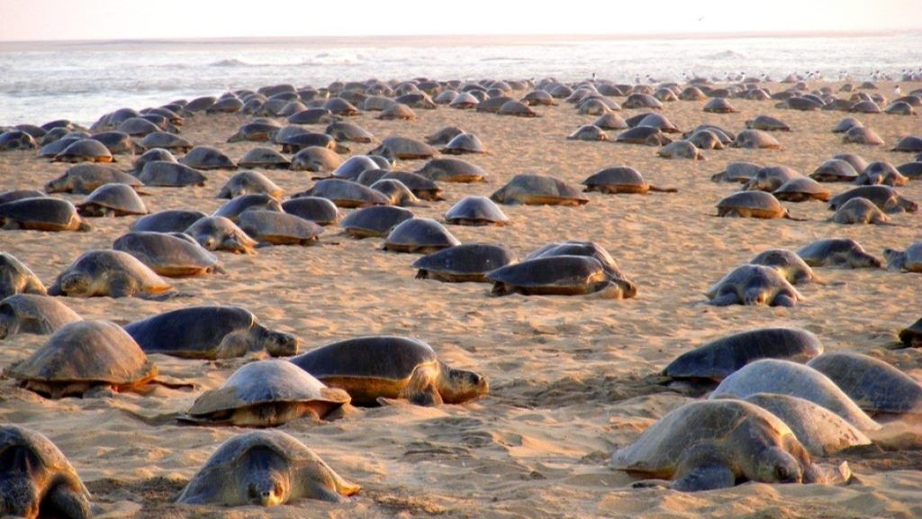 Olive Ridley Sea Turtle Near Chilika 