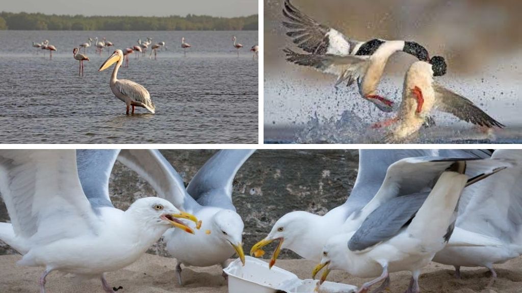 Pelican-Siberian-duck-and-Seagulls