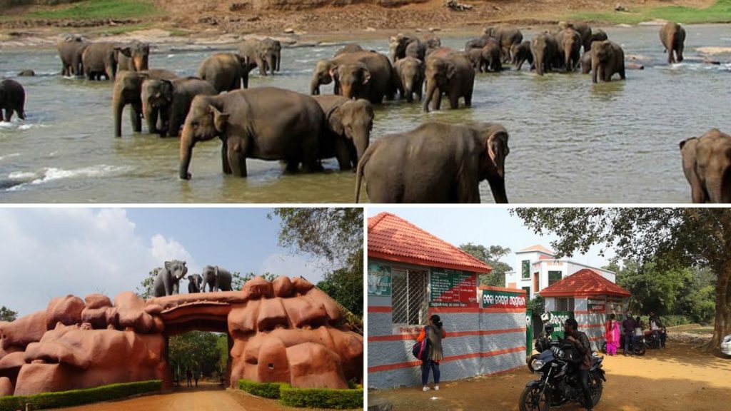 chandaka dampara wildlife sanctuary location