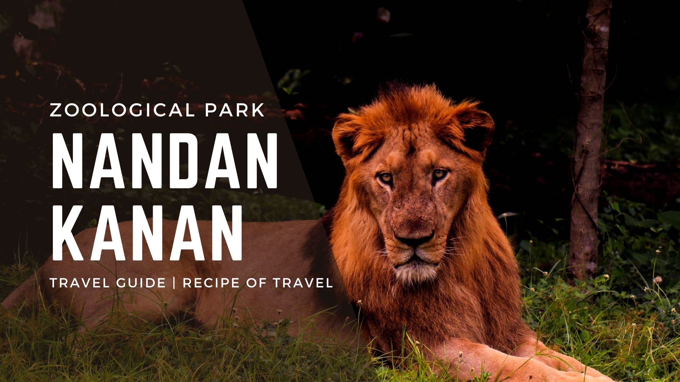 Nandankanan zoo blog