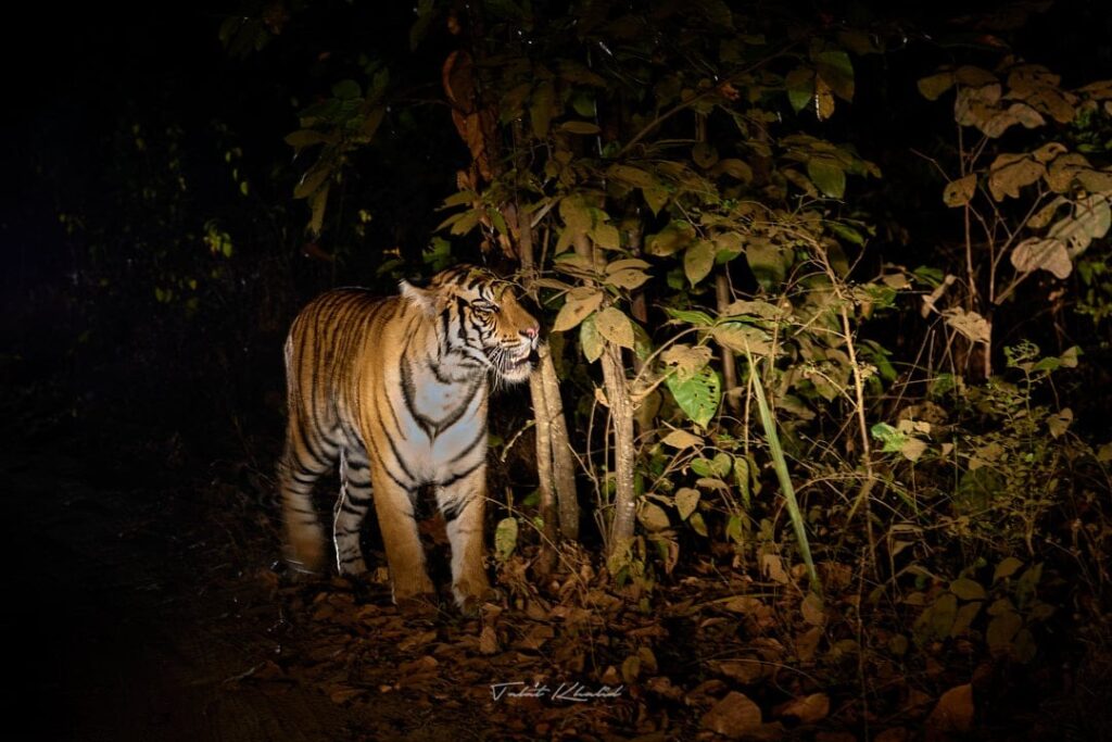 Night Safari at Jhalana Safari Park