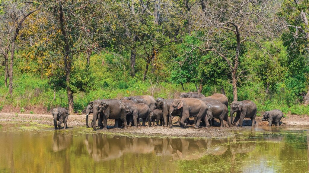 Rajaji National Park Elephant land