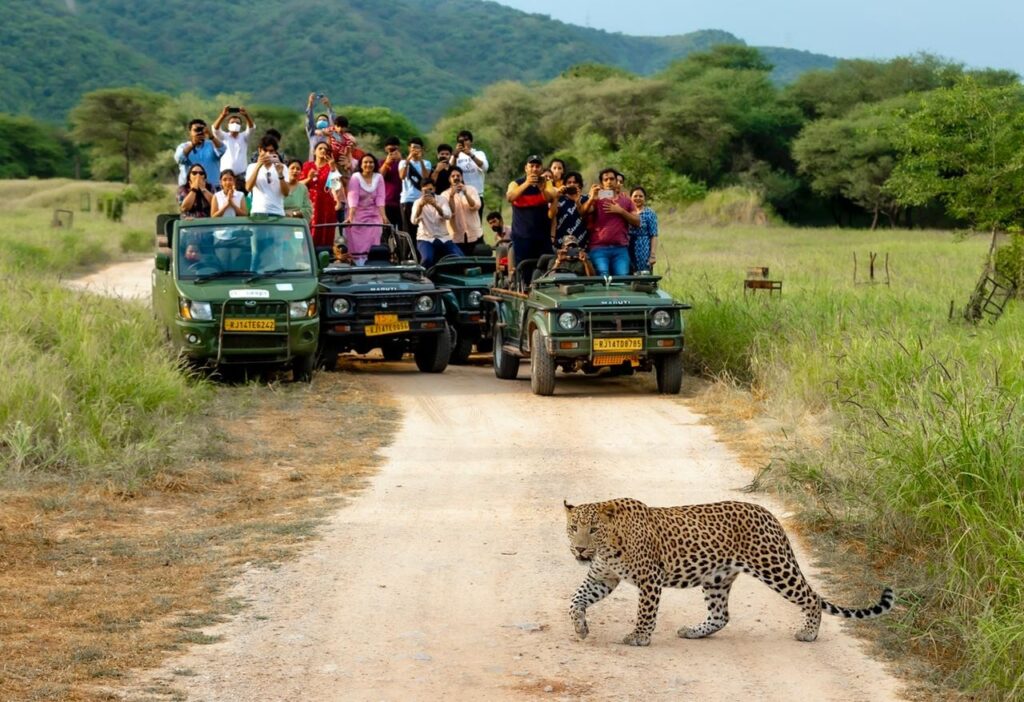 Night Safari at Jhalana Safari Park